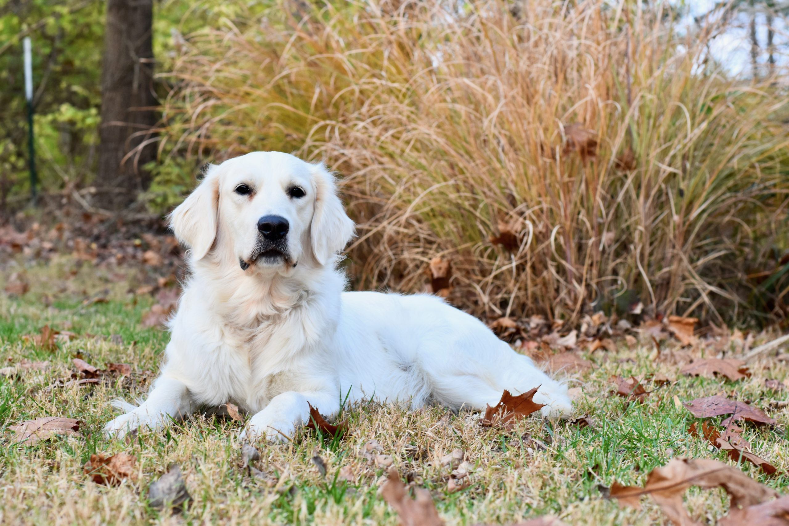 Healthy English Cream Golden Retriever