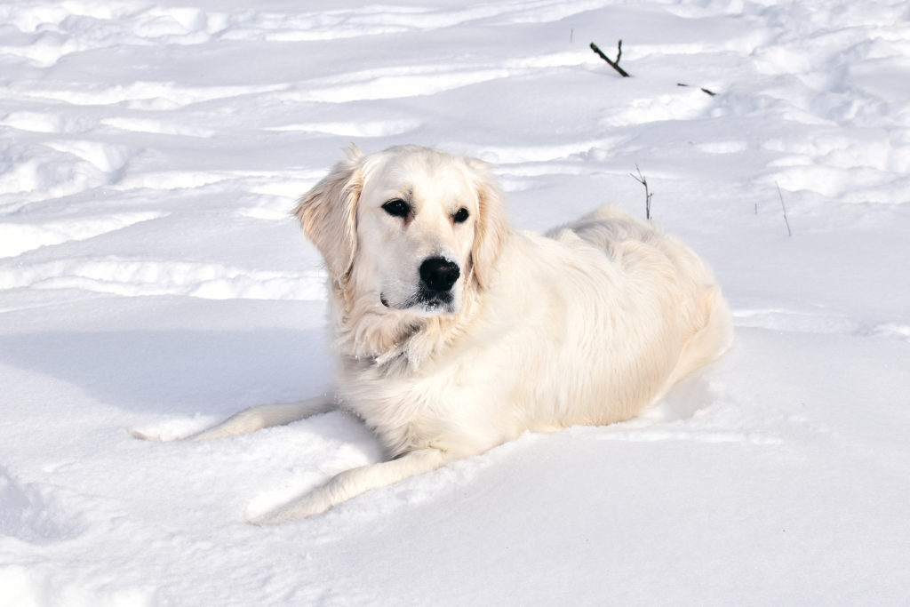 Healthy English Cream Golden Retriever