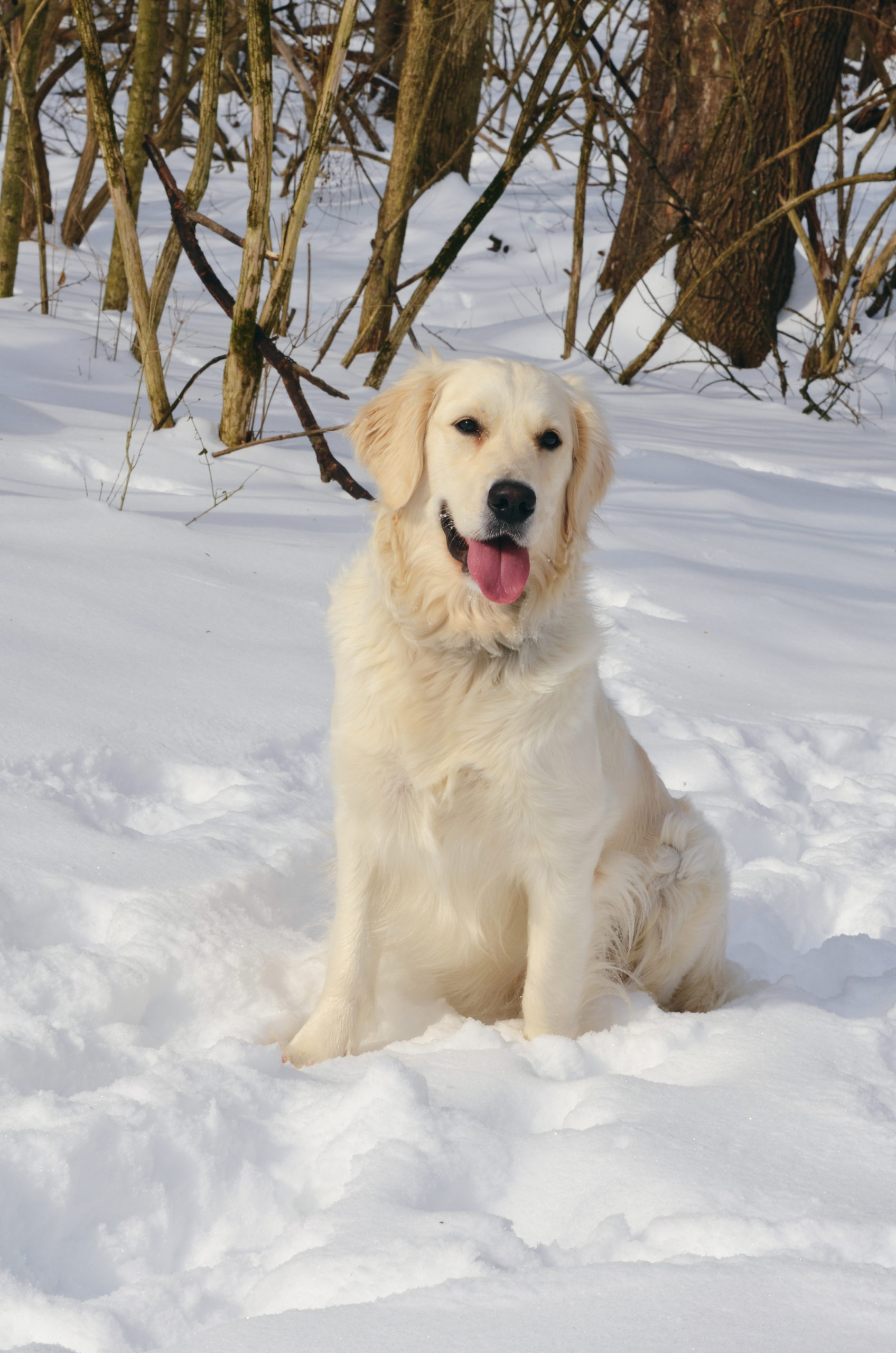 Healthy English Cream Golden Retriever