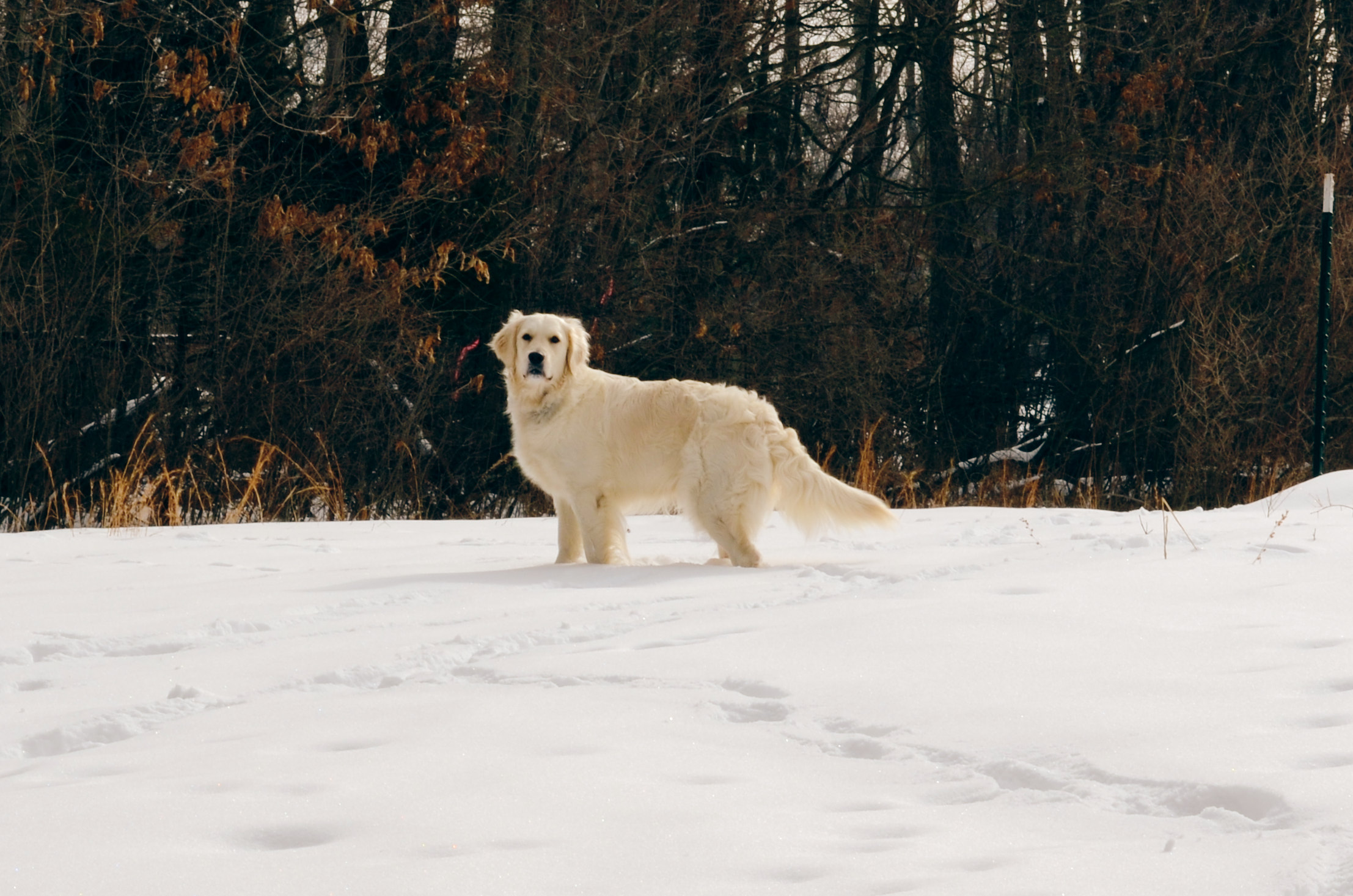 Healthy English Cream Golden Retriever