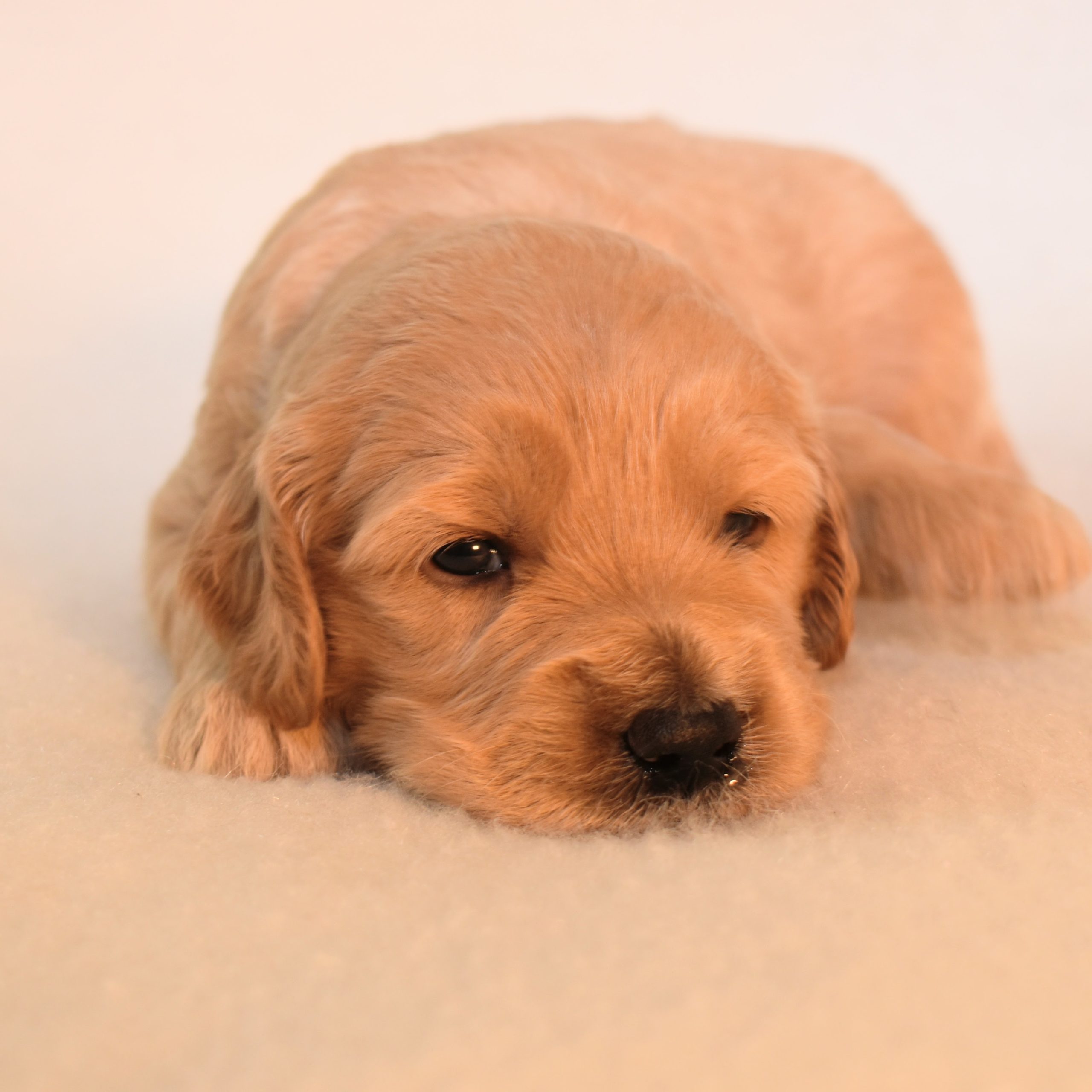 3 week old goldendoodle puppy