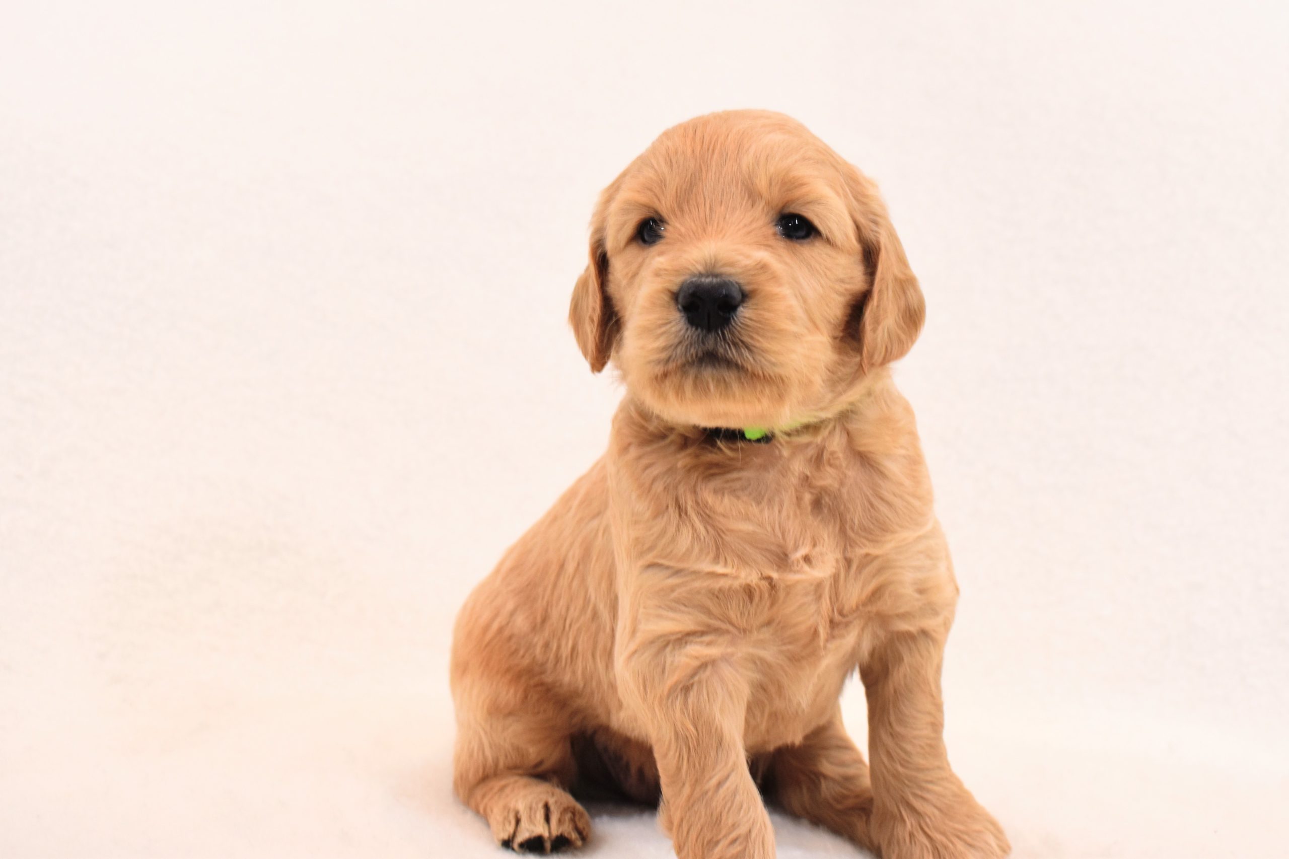 4 week old goldendoodle puppy