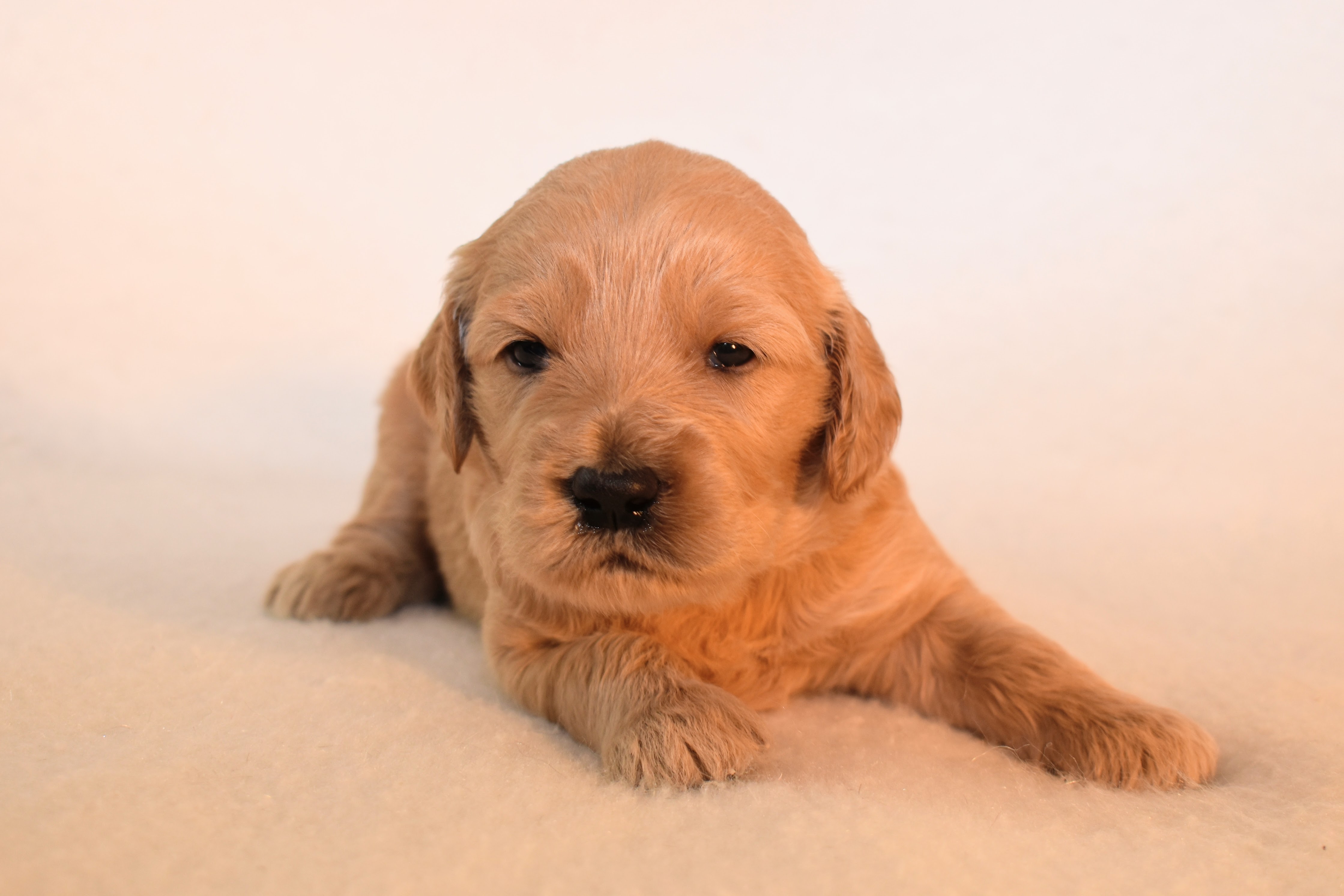 3 week old goldendoodle puppy