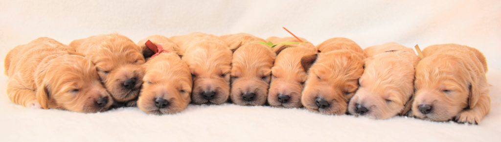 cute newborn goldendoodle puppies