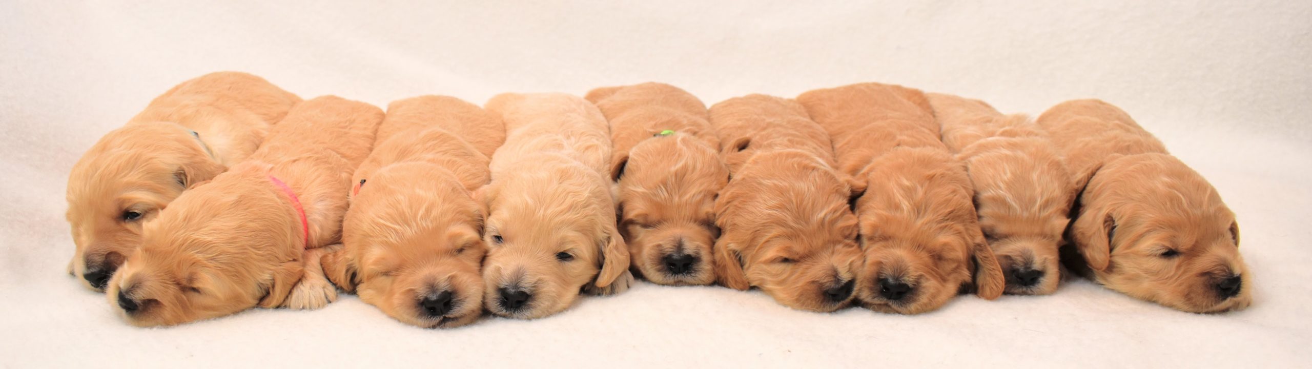 2 week old goldendoodle puppies