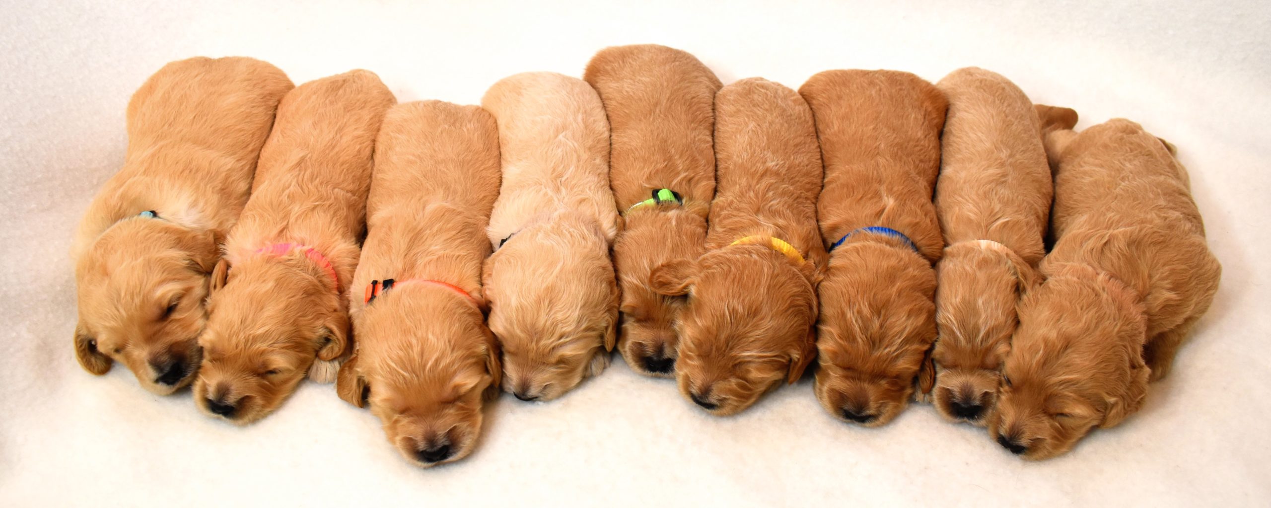 2 week old goldendoodle puppies