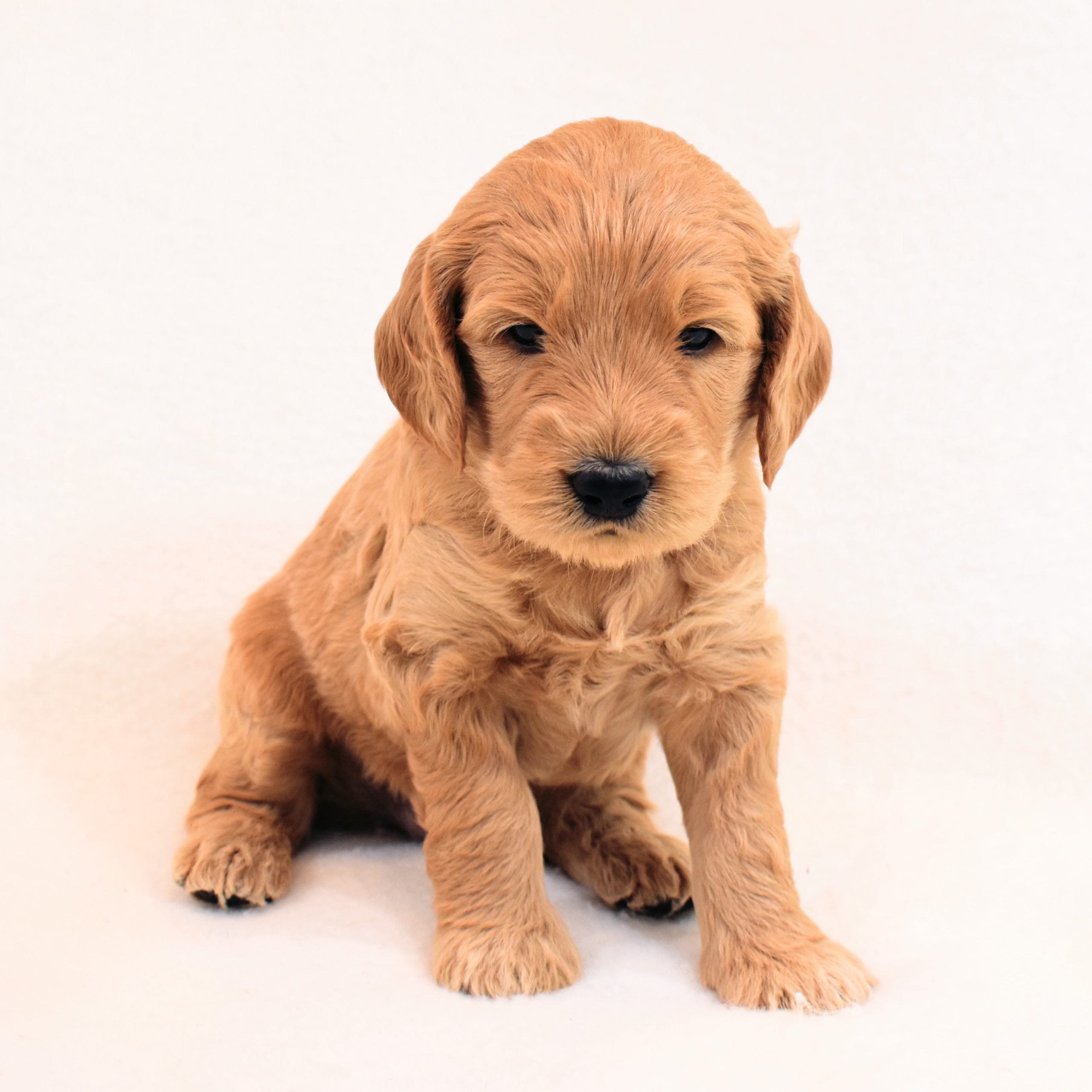 4 week old goldendoodle puppy