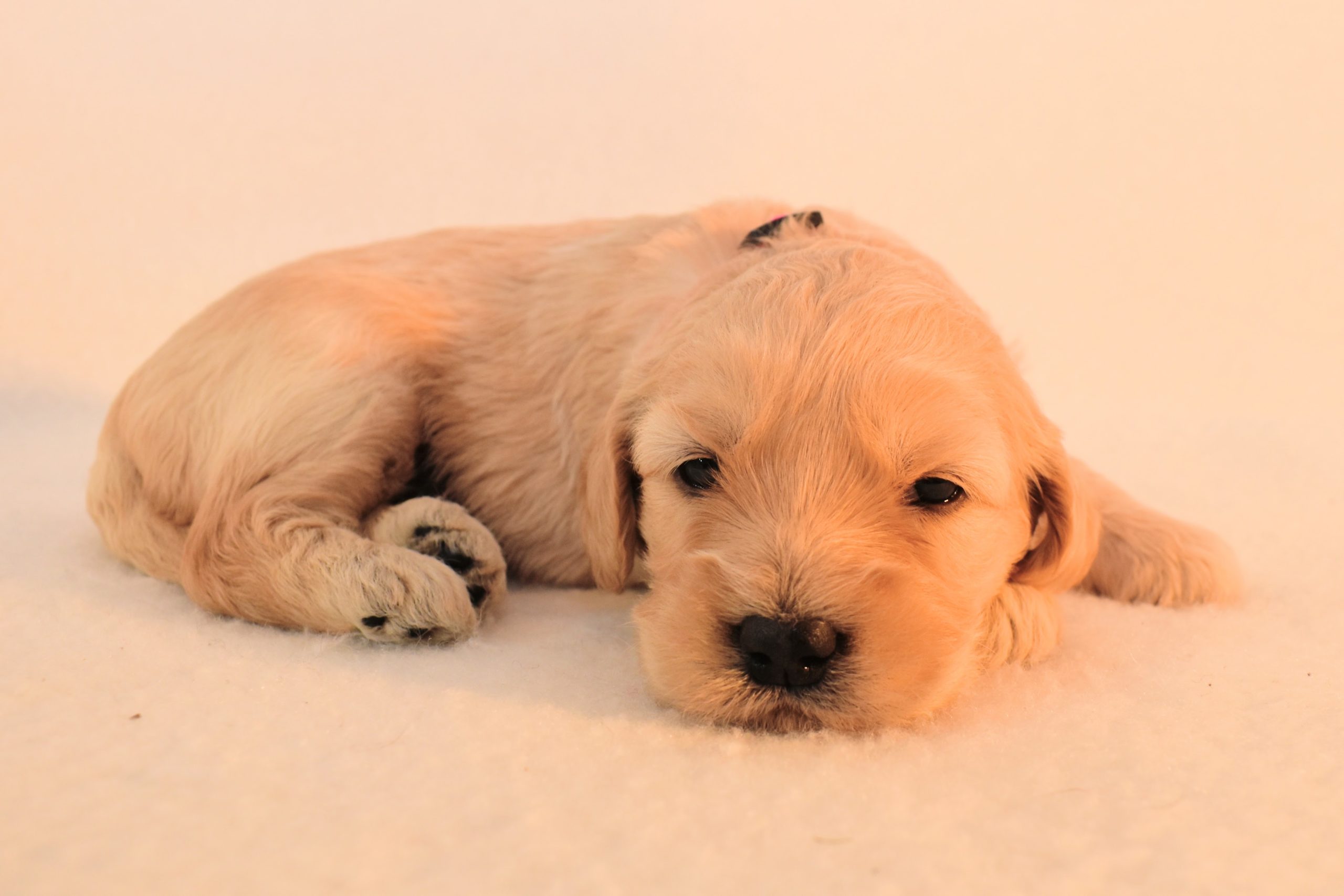 3 week old goldendoodle puppy