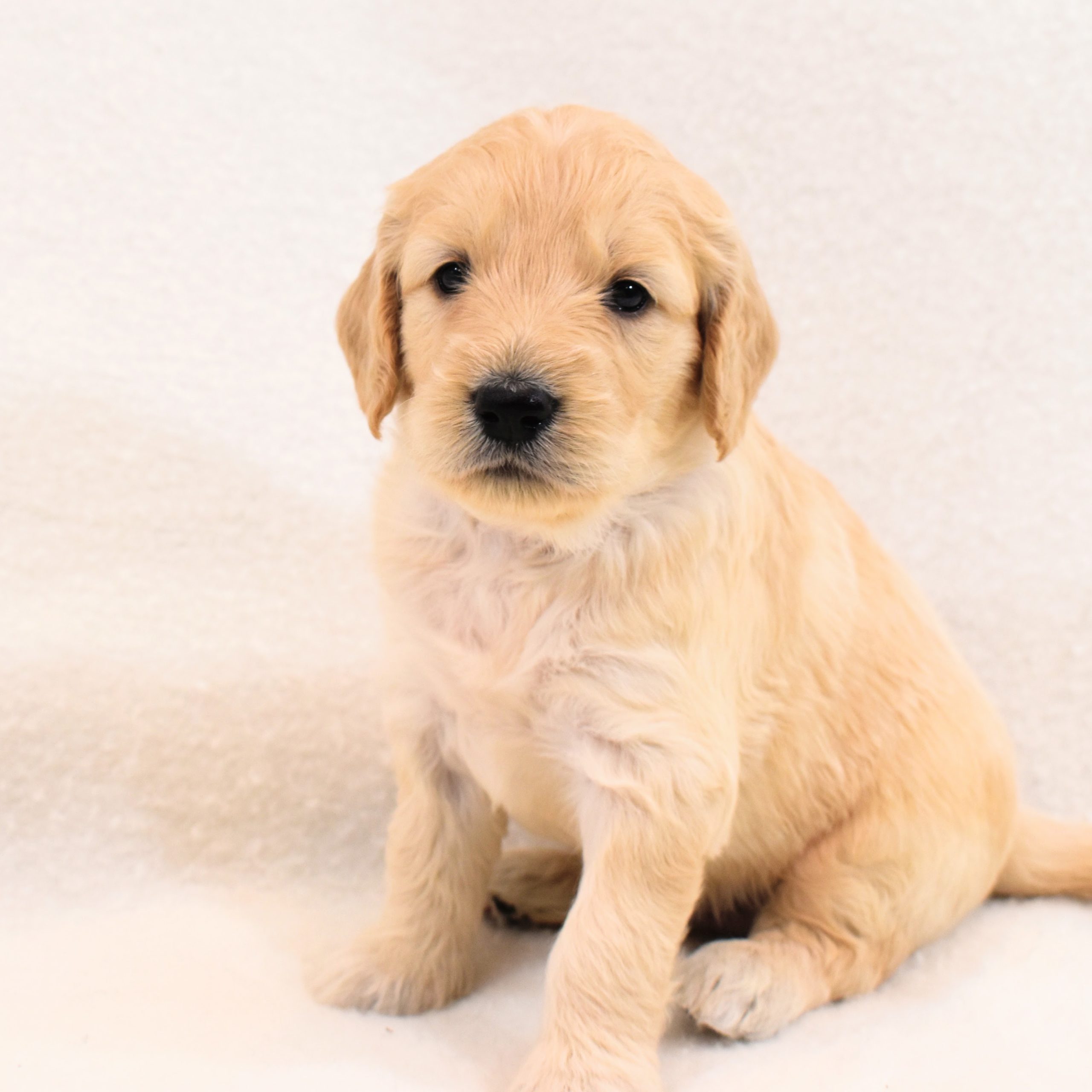 4 week old goldendoodle puppy