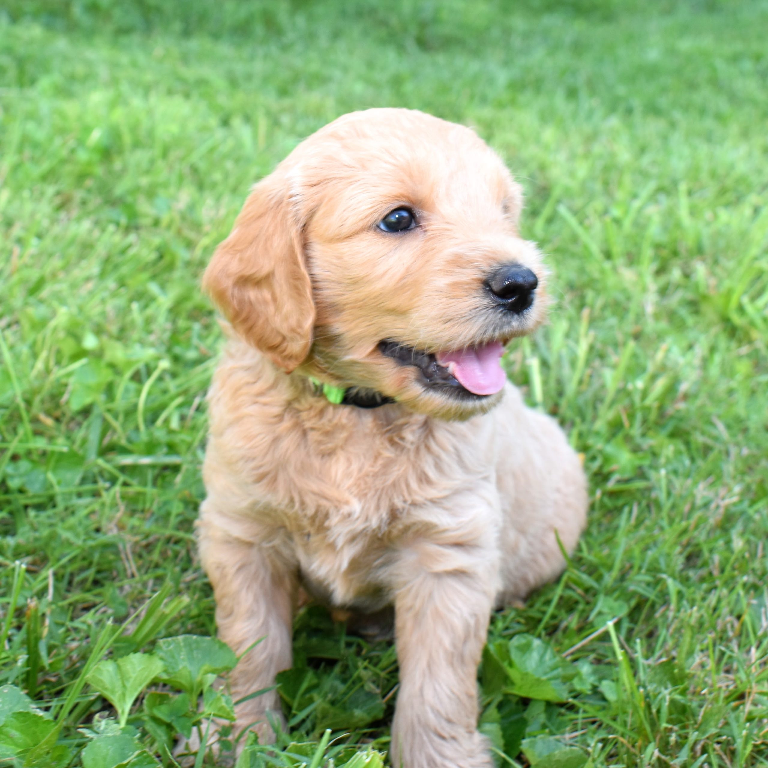 5 week old goldendoodle puppy