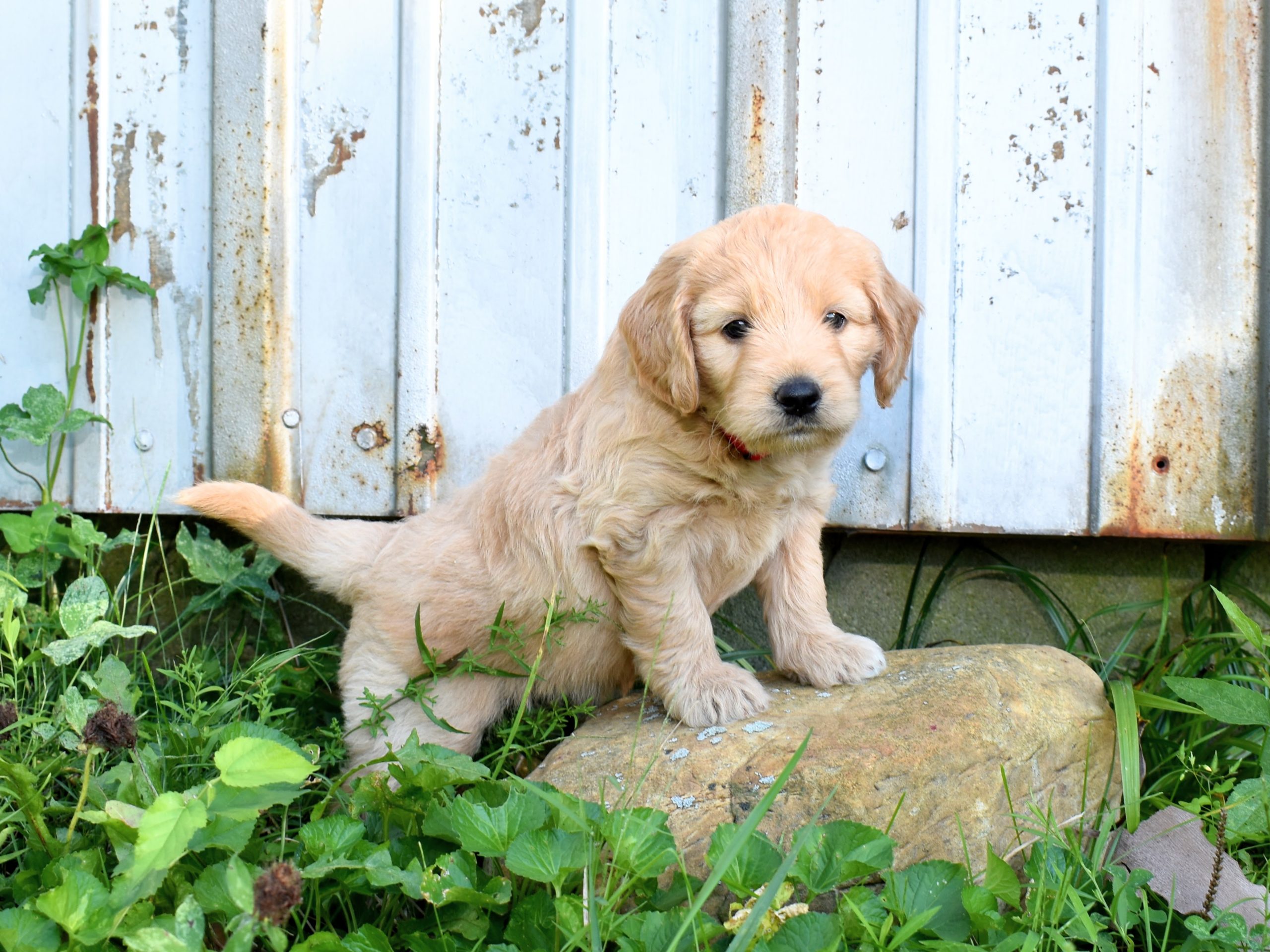 cute cream goldendoodle puppy