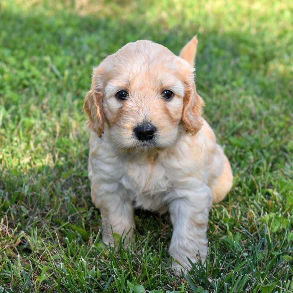 5 week old goldendoodle puppy