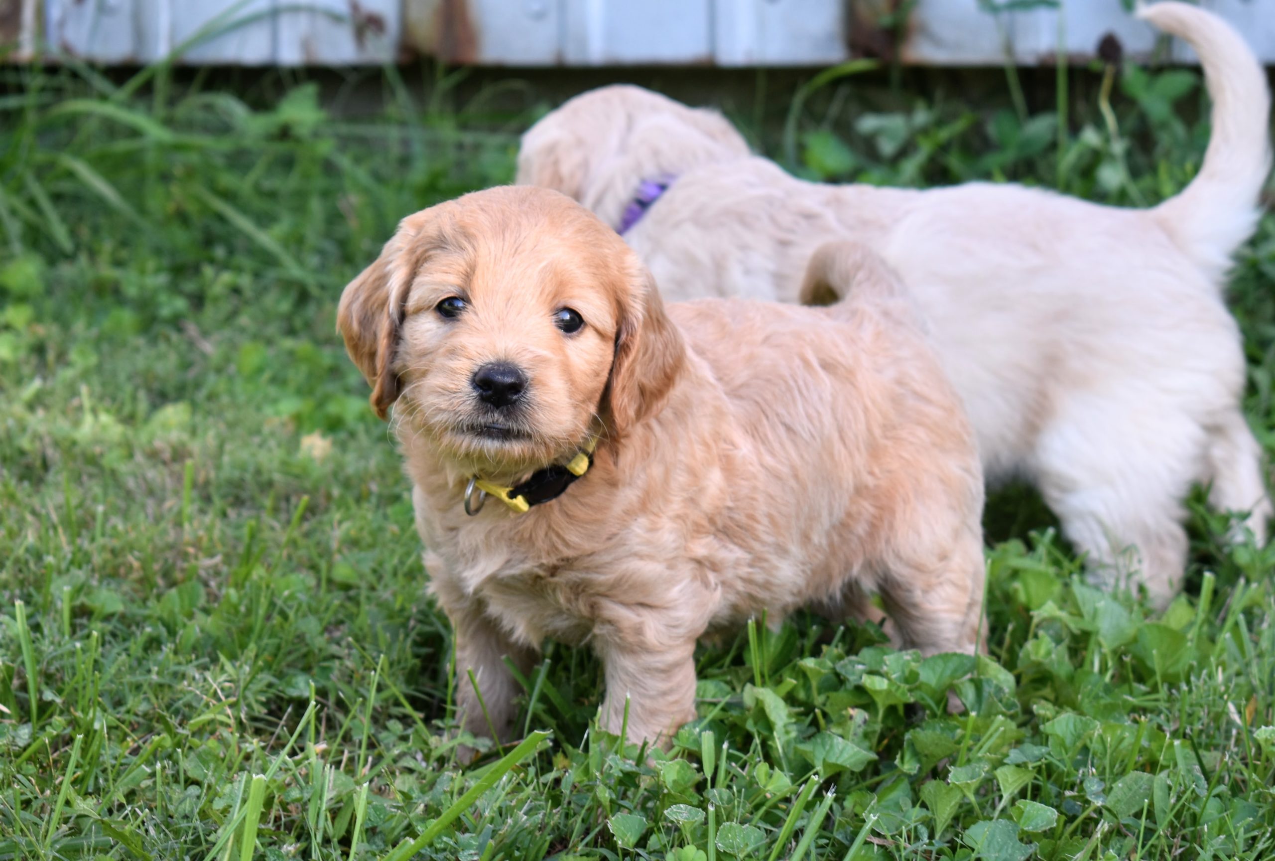 5 week old goldendoodle puppy