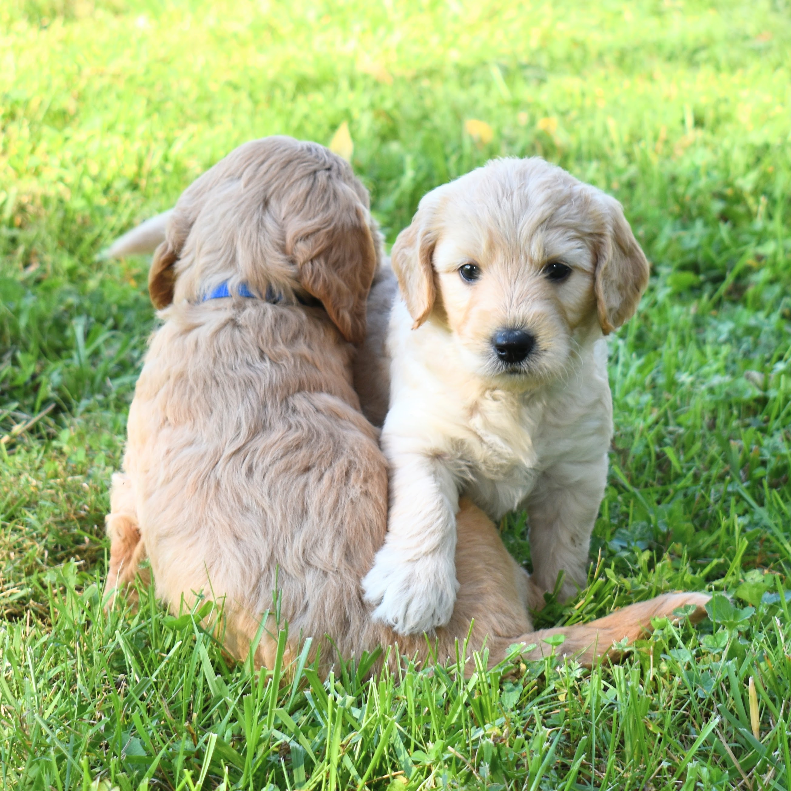 5 week old goldendoodle puppy