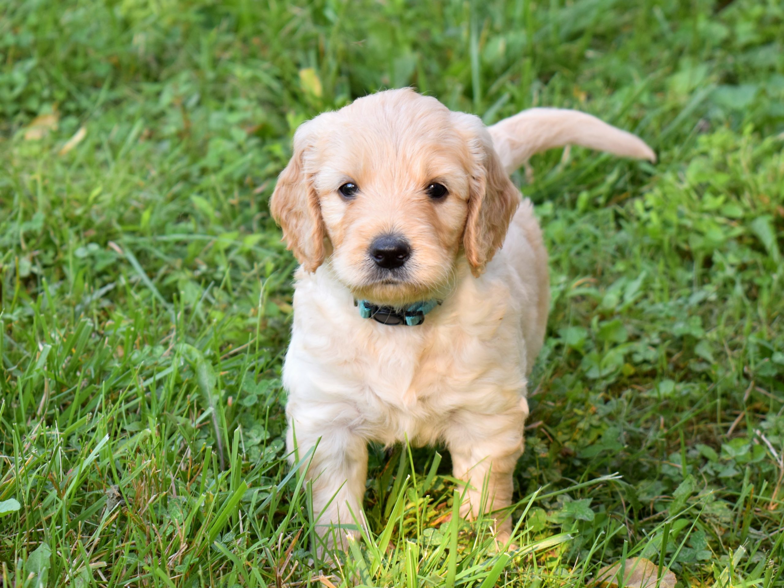 5 week old goldendoodle puppy