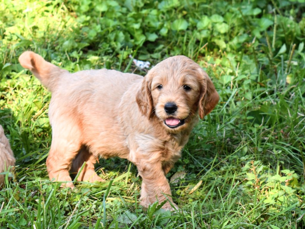 5 week old goldendoodle puppy