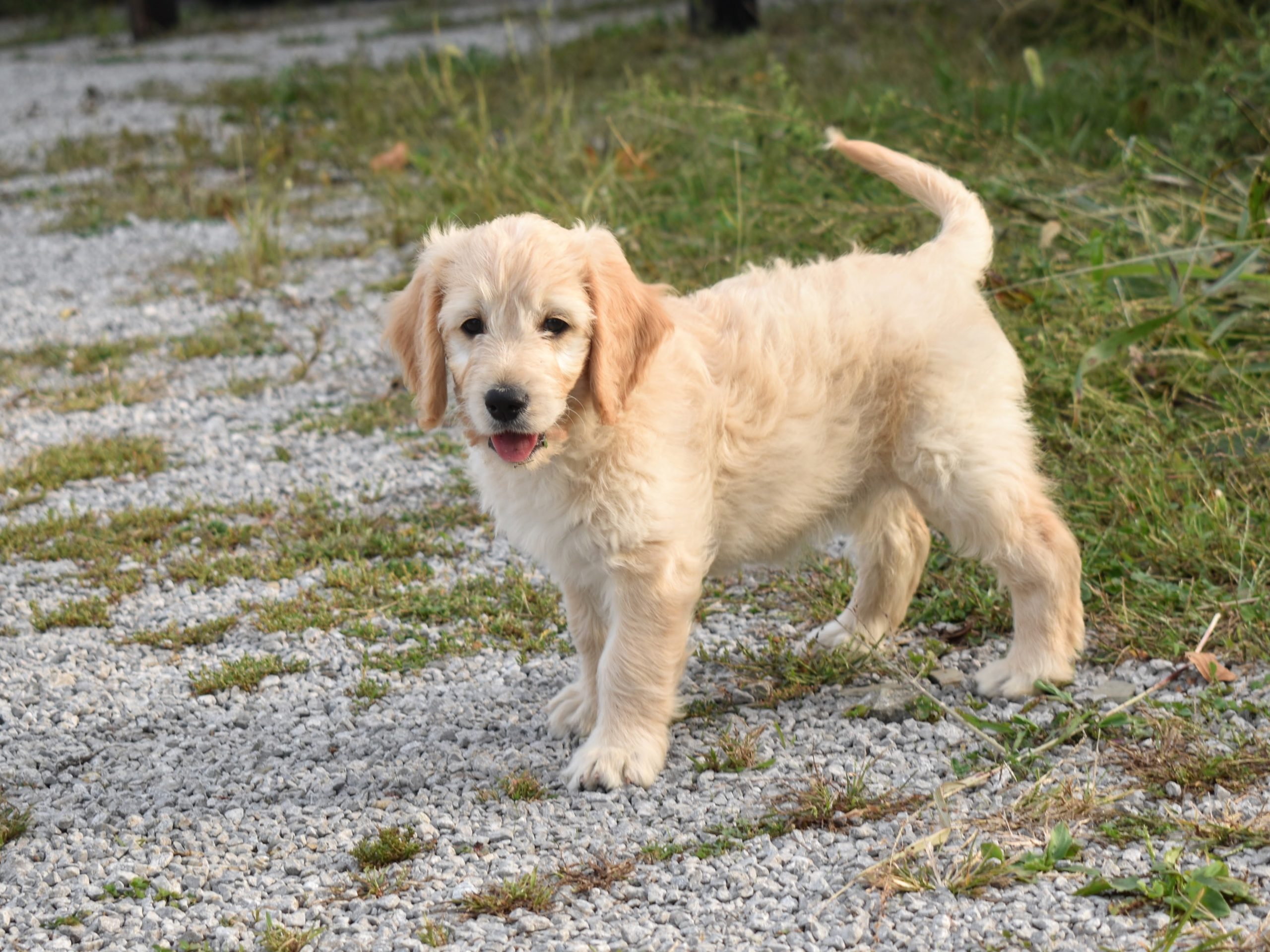 cute goldendoodle puppy