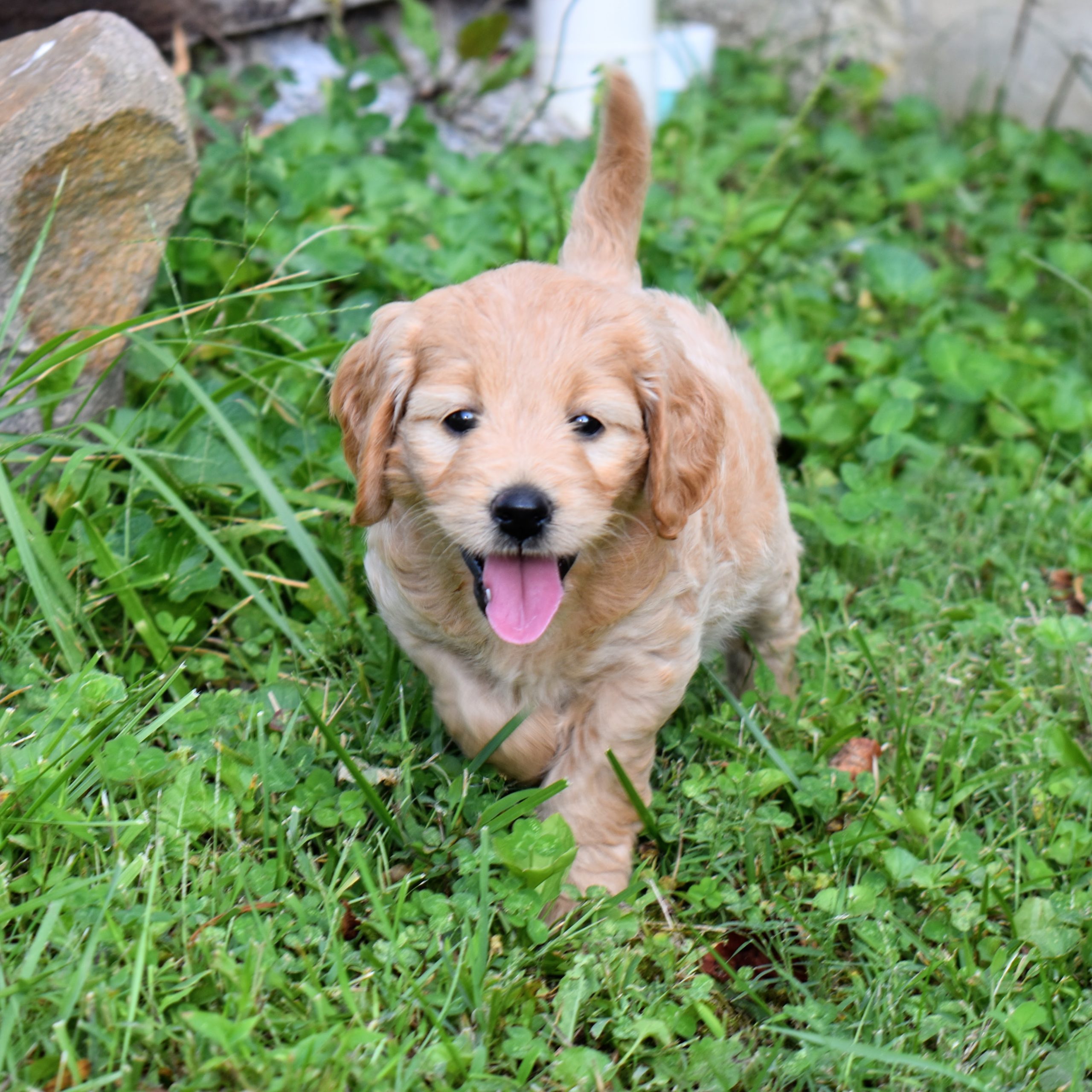 cute goldendoodle puppy