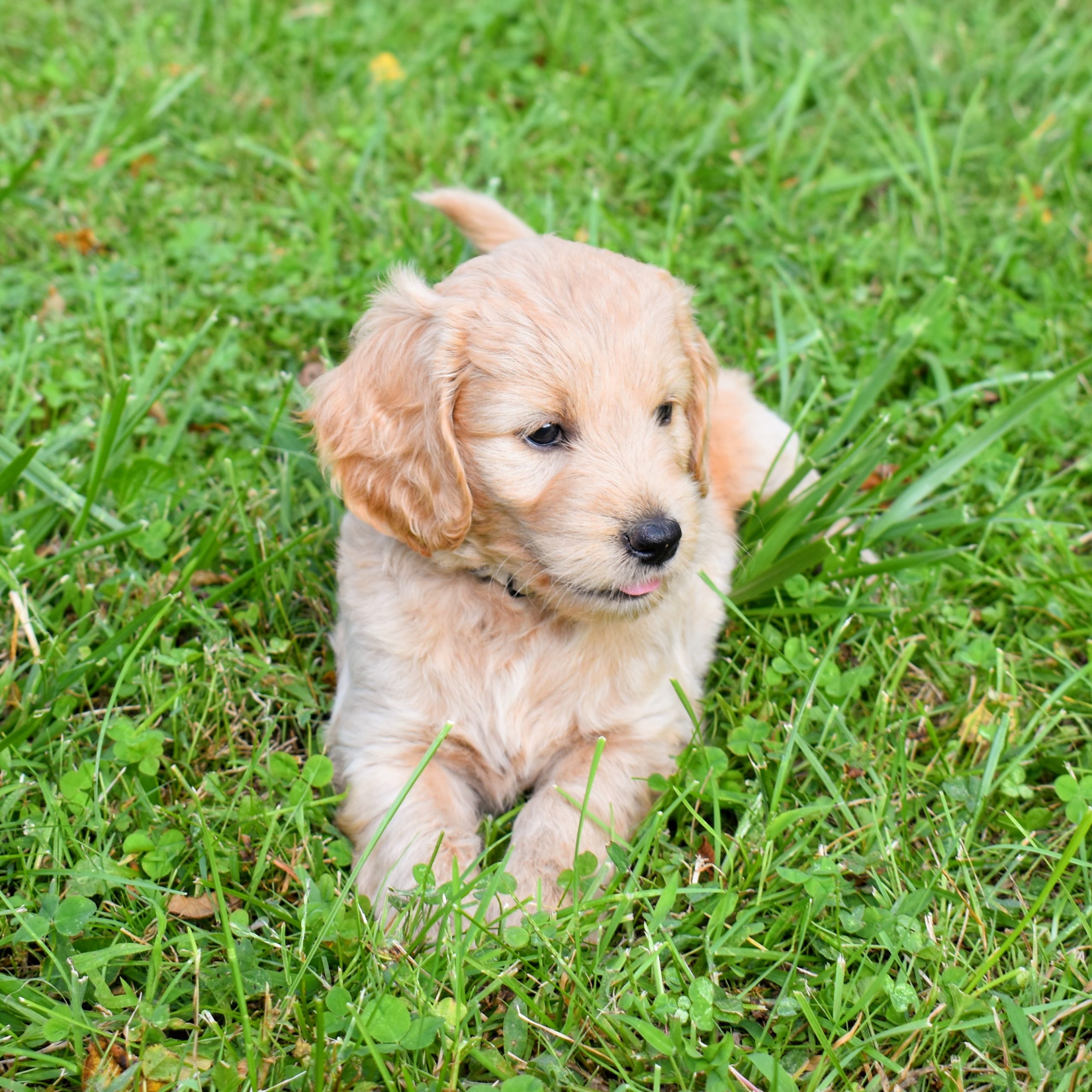 cute goldendoodle puppy