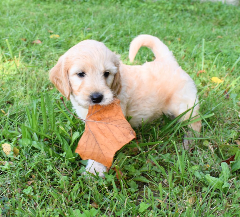 cute goldendoodle puppy