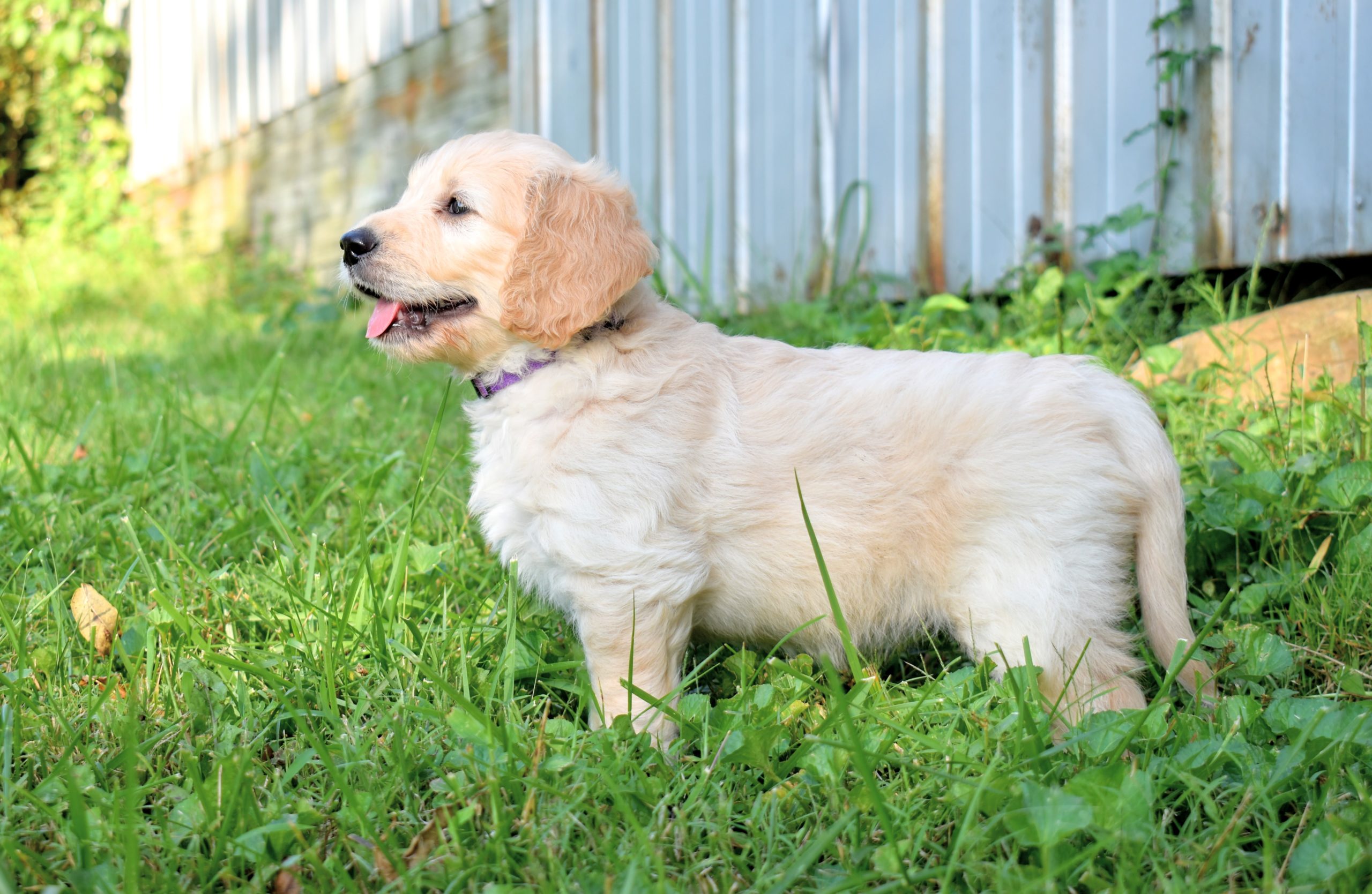 cute goldendoodle puppy