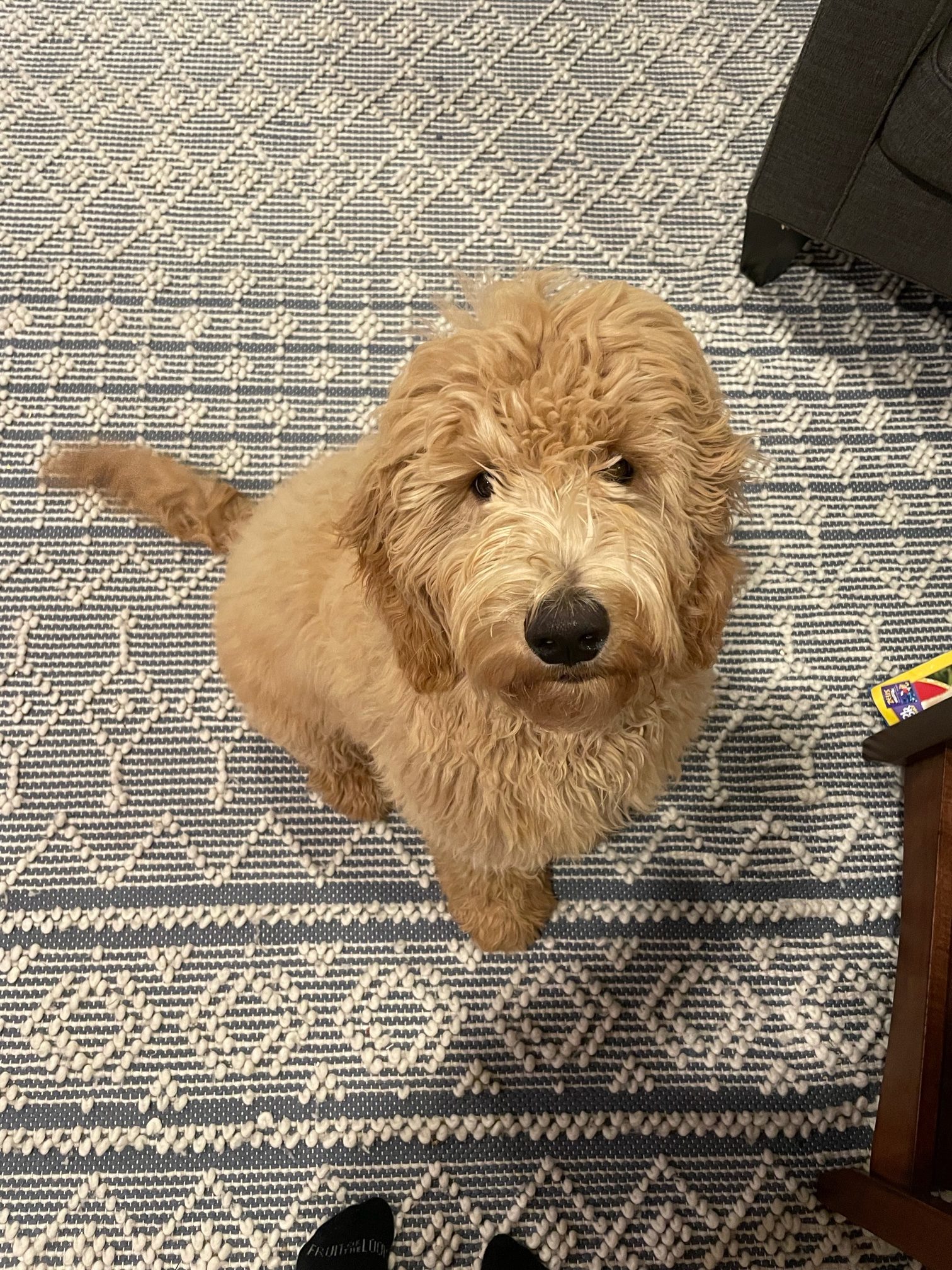 cute goldendoodle puppy