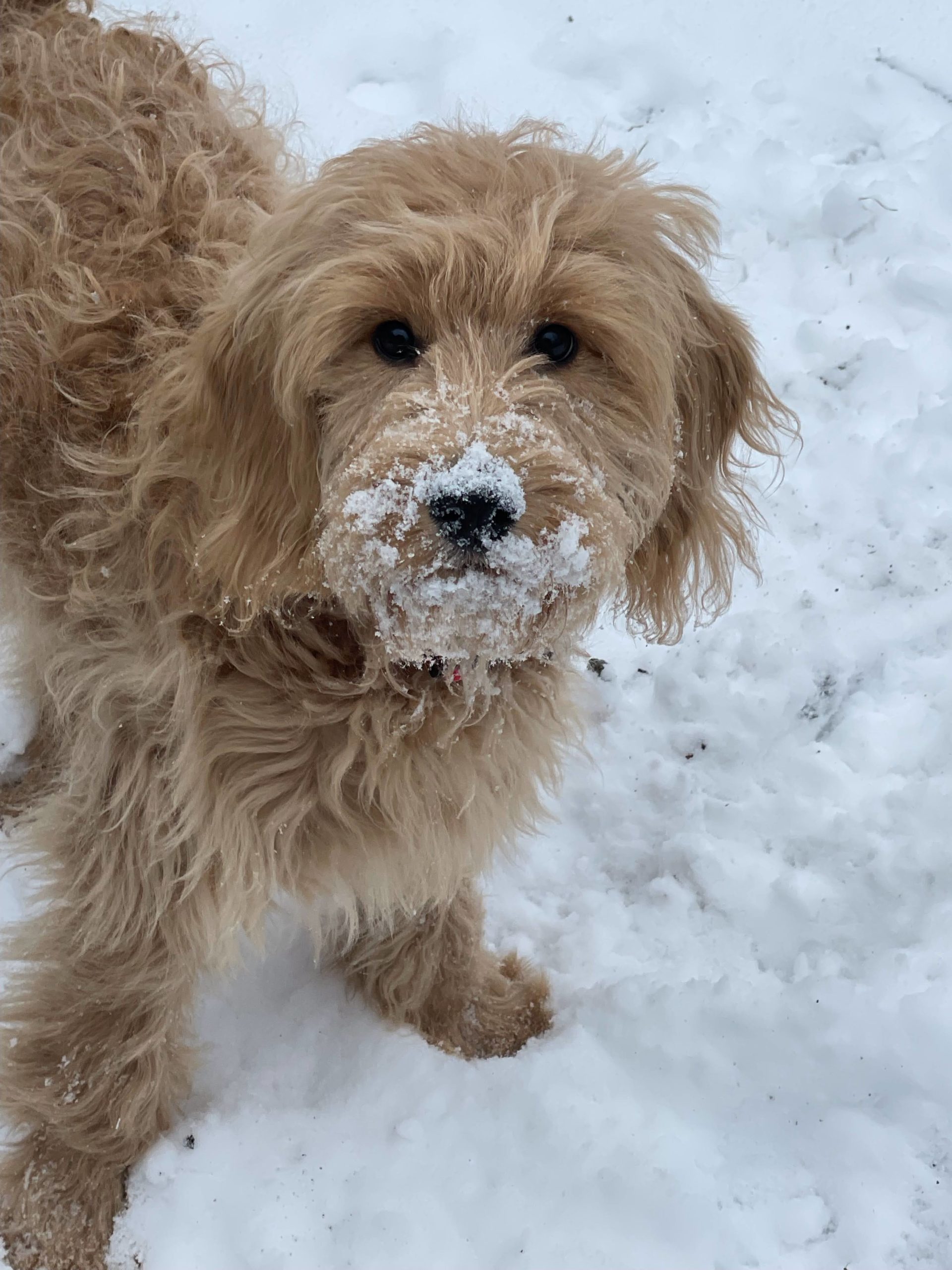 cute goldendoodle puppy