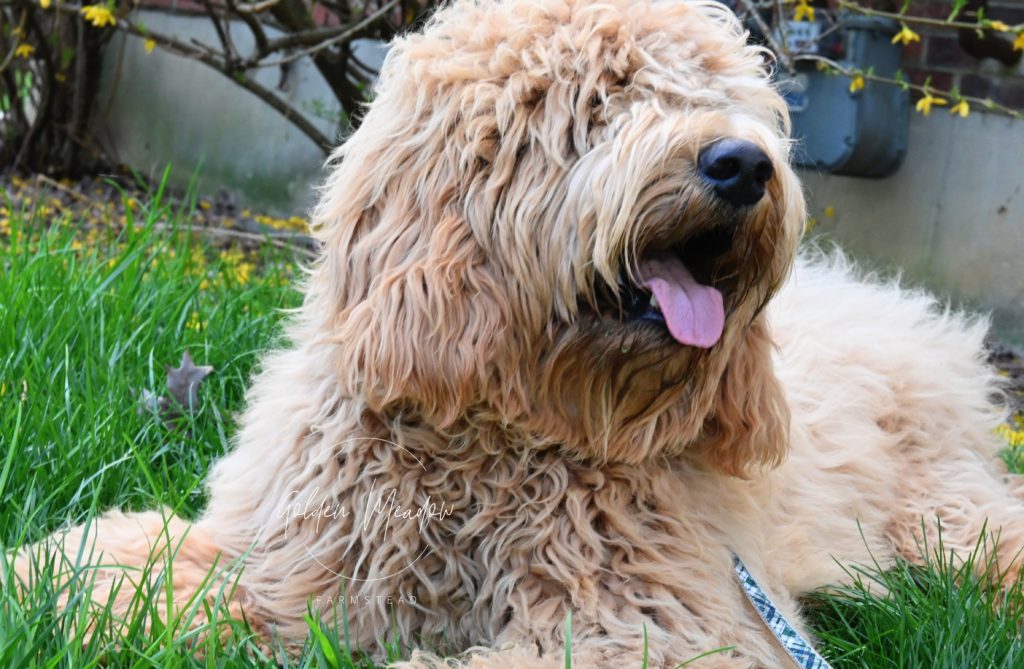 cute cream goldendoodle puppy