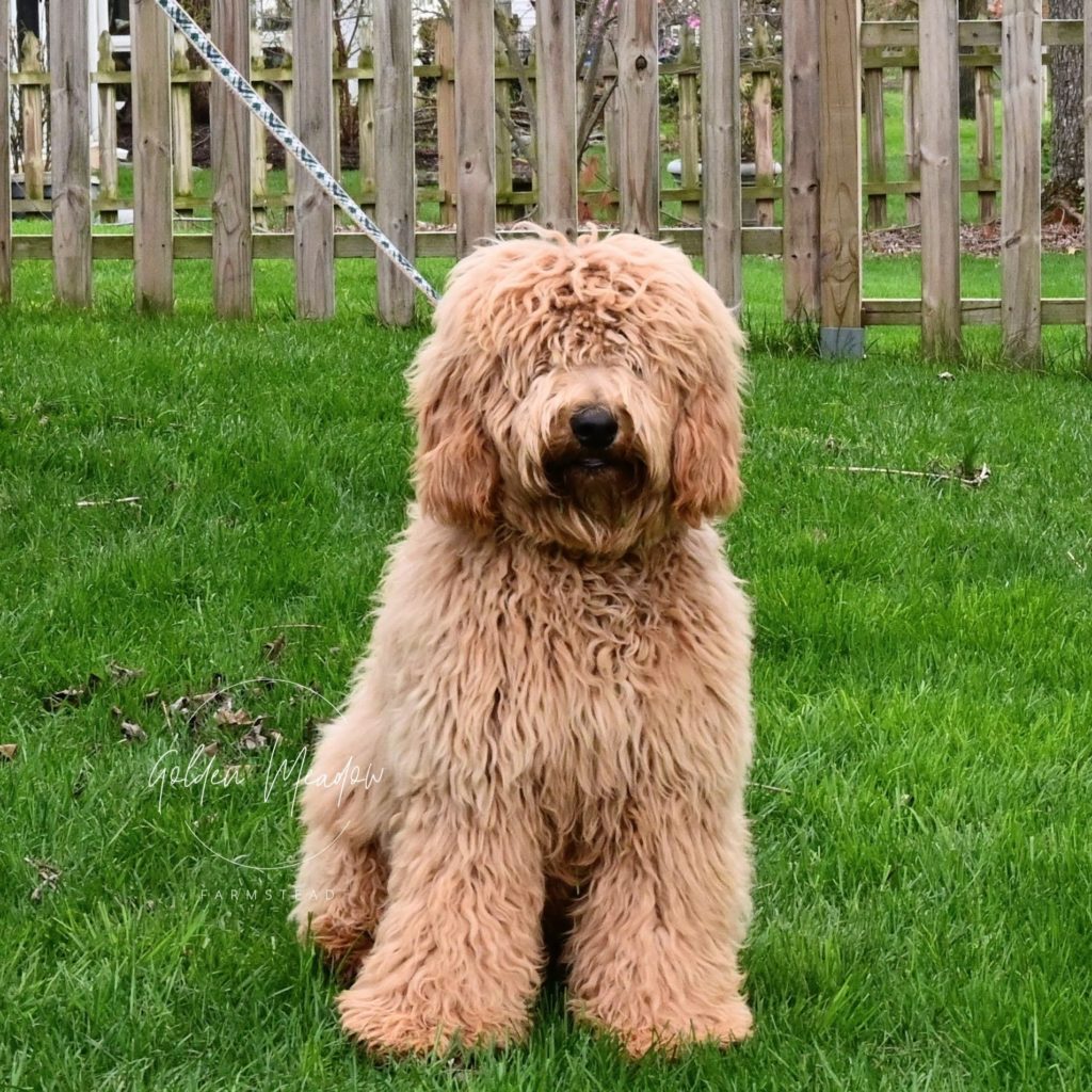 shaggy goldendoodle puppy