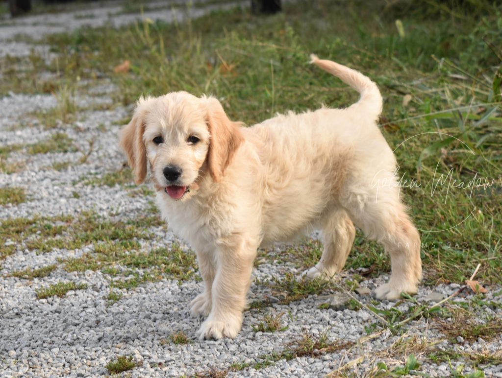 cute goldendoodle puppy