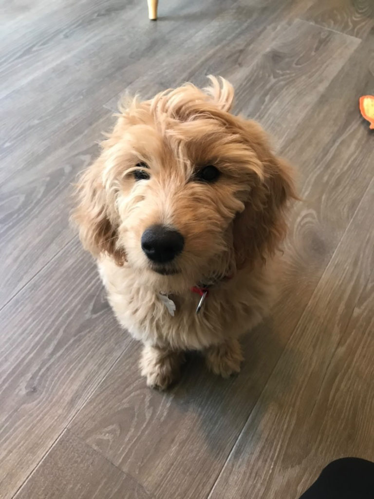 Cute Goldendoodle Puppy