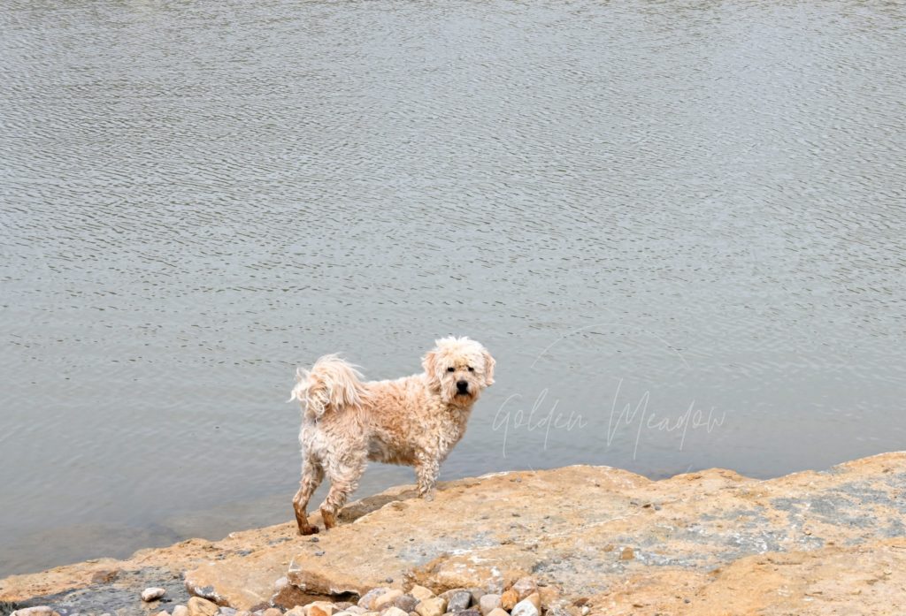 Goldendoodle Swimming in Pond