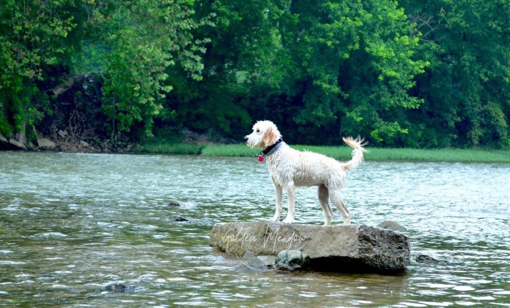 Goldendoodle Swimming in River