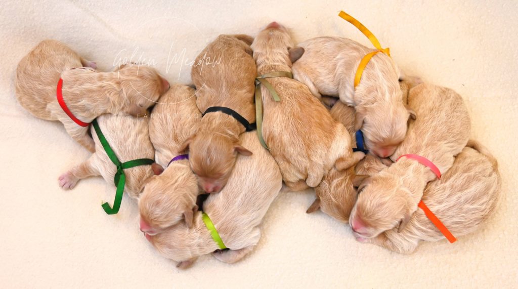 goldendoodle puppies