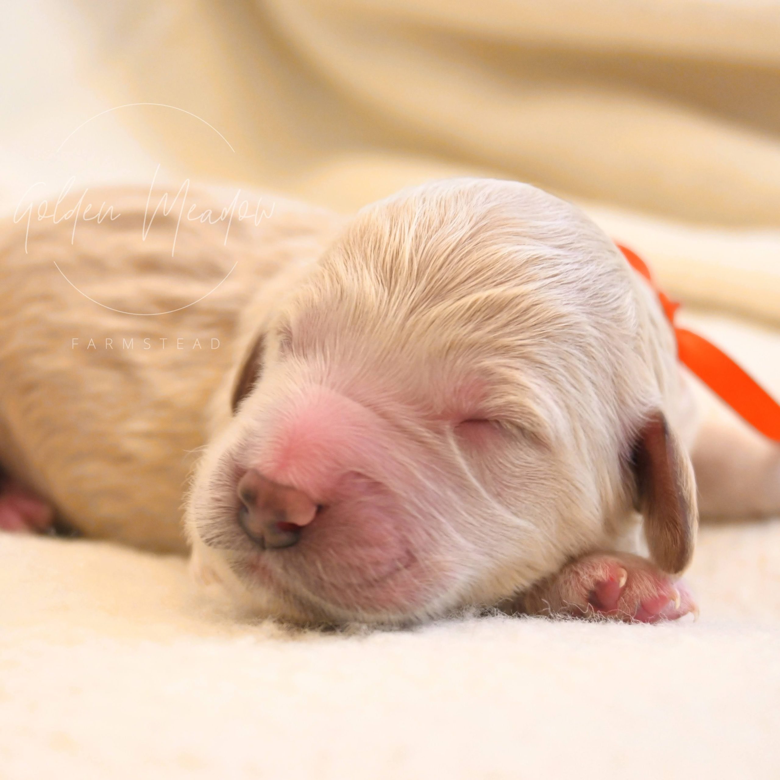 goldendoodle puppy