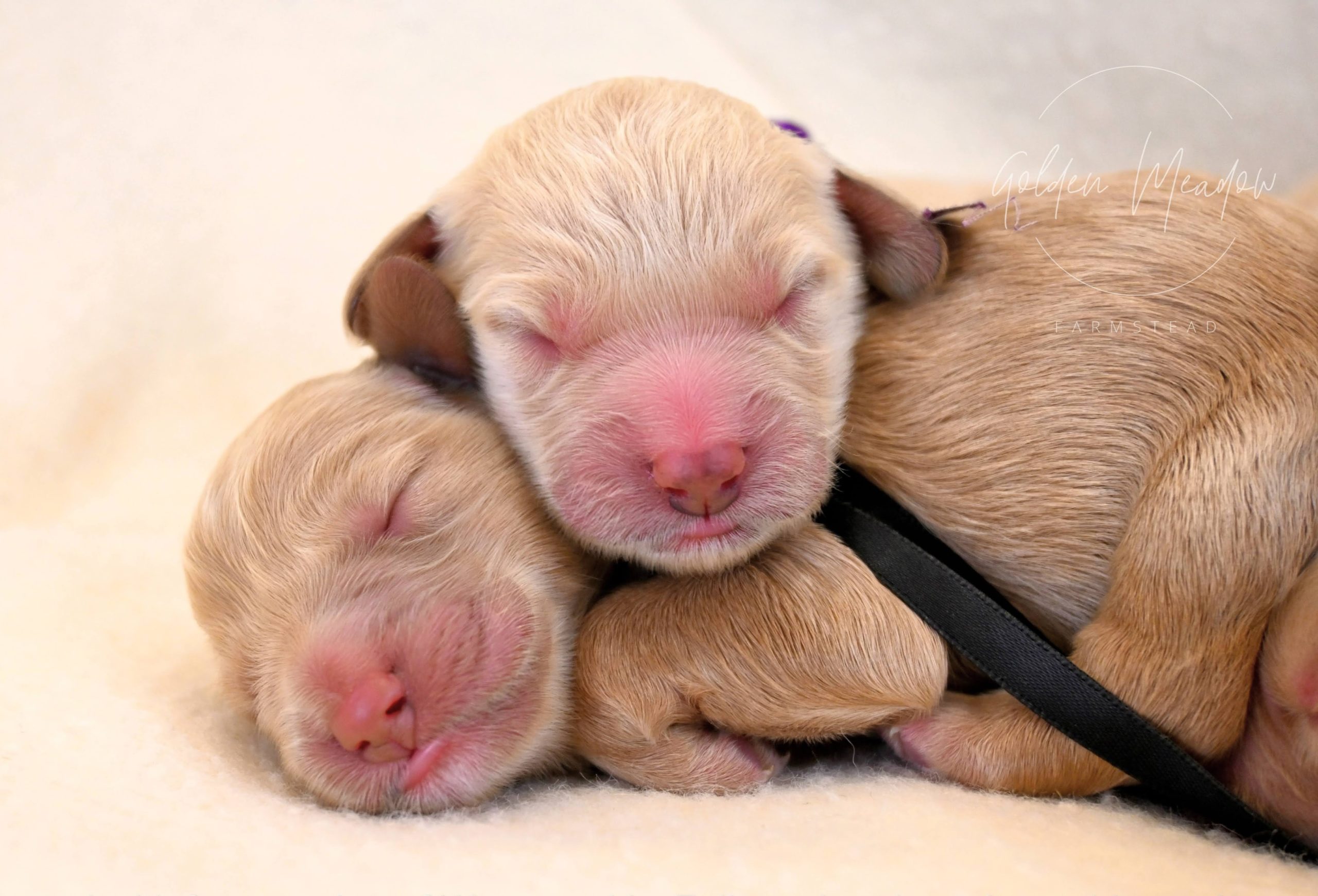 goldendoodle puppies