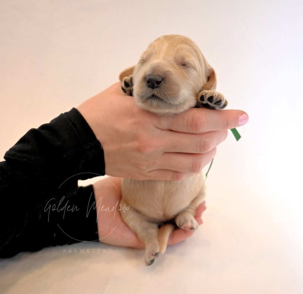 Early Neurological Stimulation (ENS) on Goldendoodle Puppy 