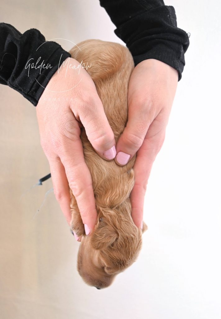 Early Neurological Stimulation (ENS) on Goldendoodle Puppy