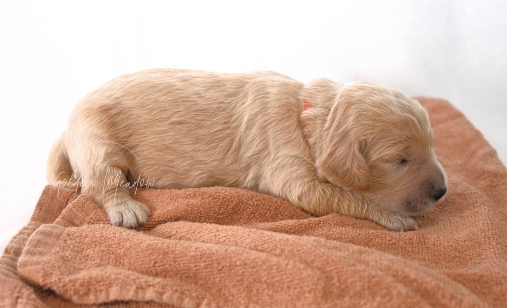 Early Neurological Stimulation (ENS) on Goldendoodle Puppy