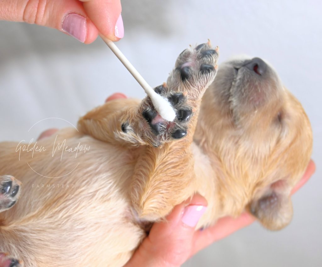 Early Neurological Stimulation on Goldendoodle Puppy