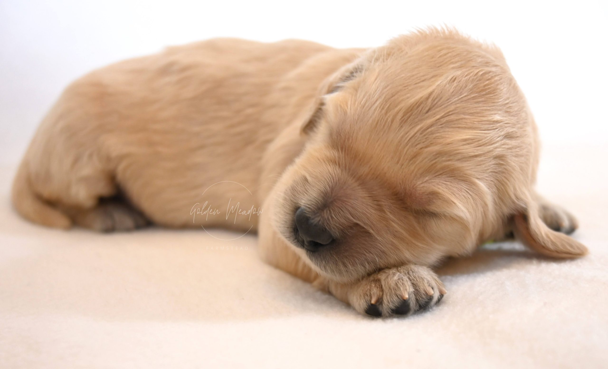 Cute Goldendoodle Puppy