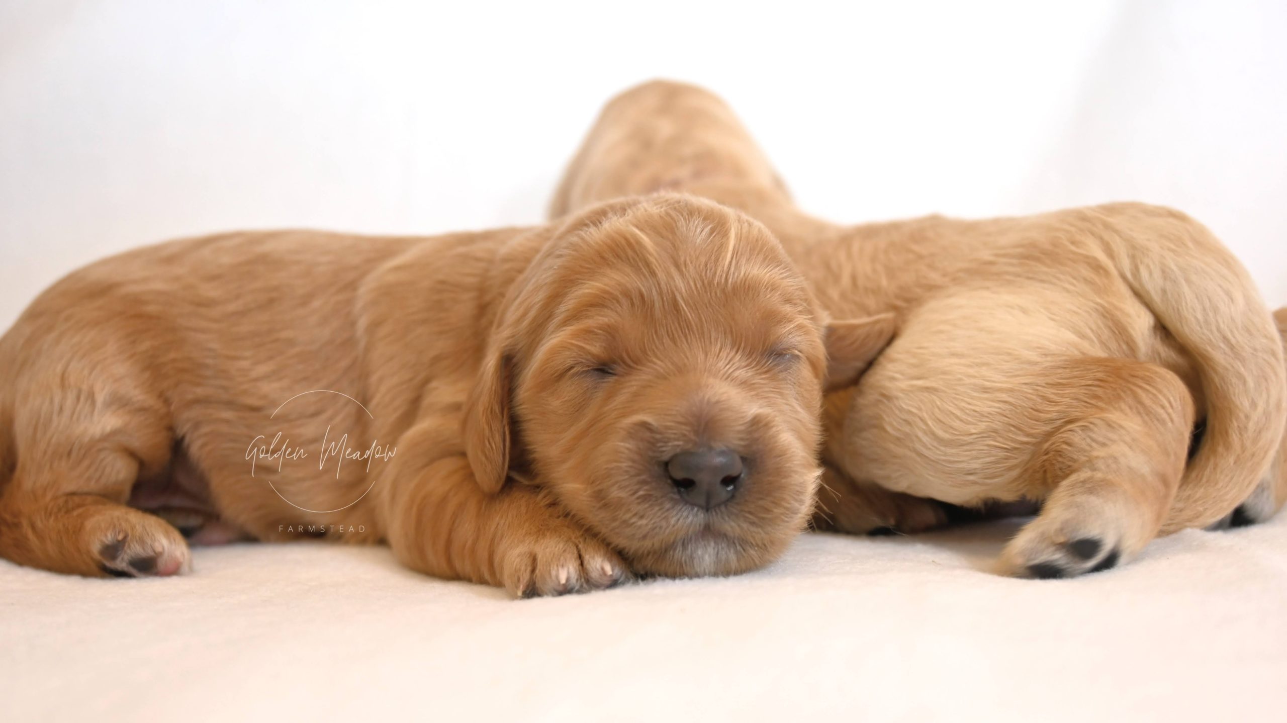 Goldendodle puppies