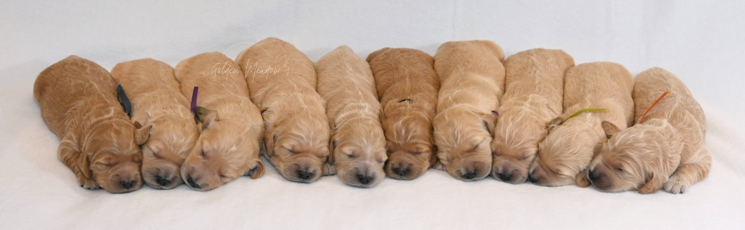 Litter of Goldendoodle Puppies