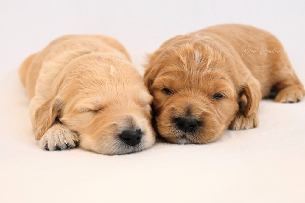 Cute Goldendoodle puppy