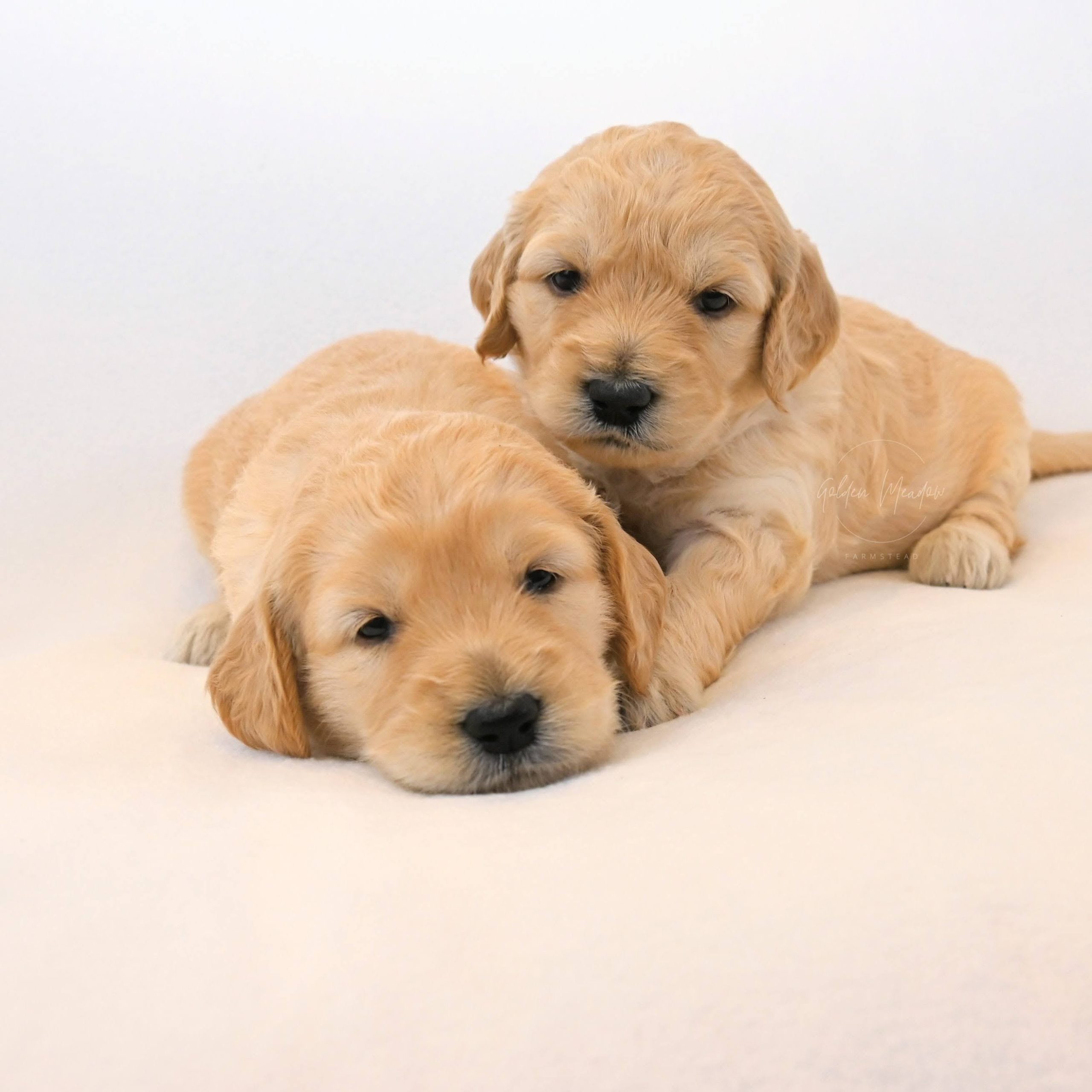 Cute Goldendoodle Puppy