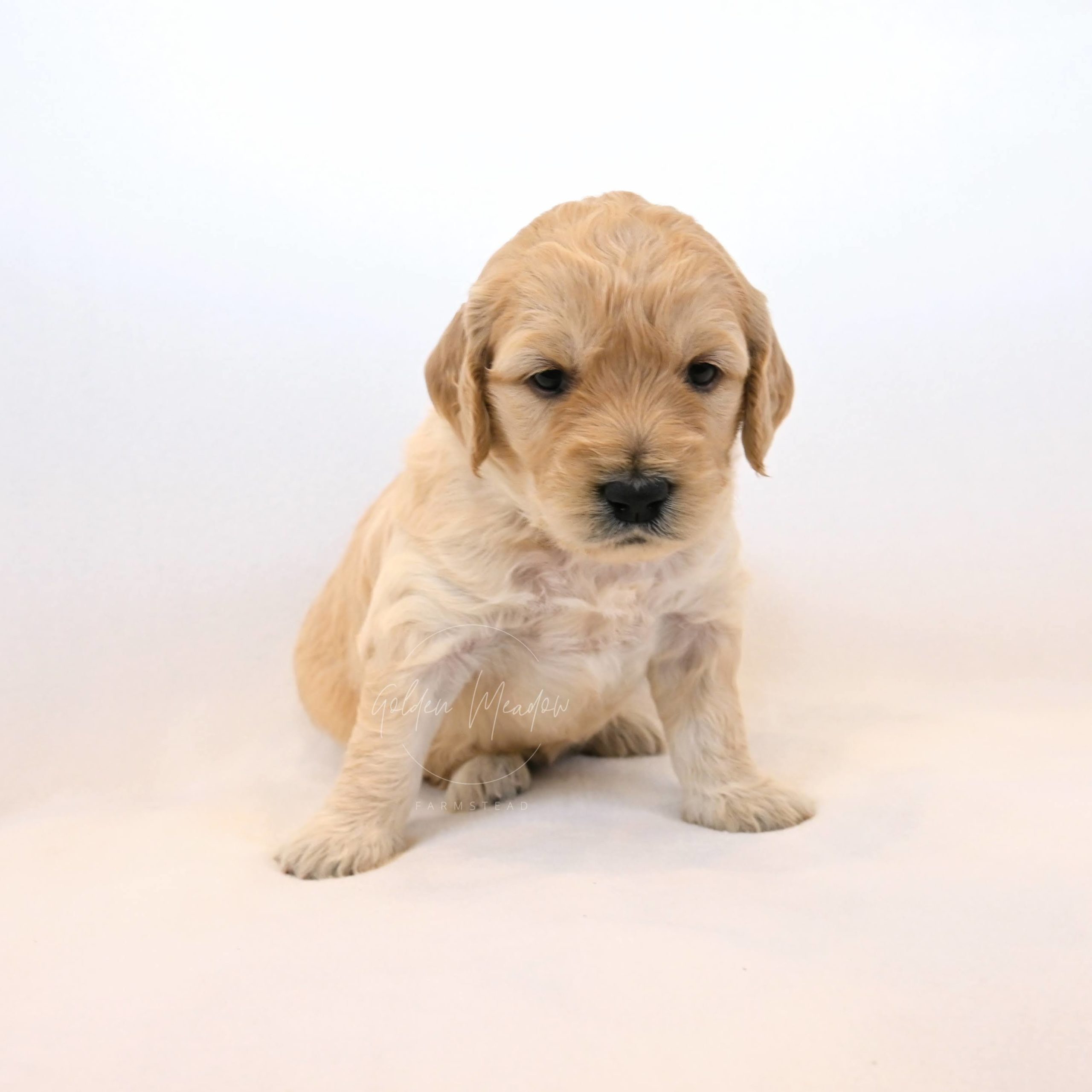 Cute Goldendoodle Puppy