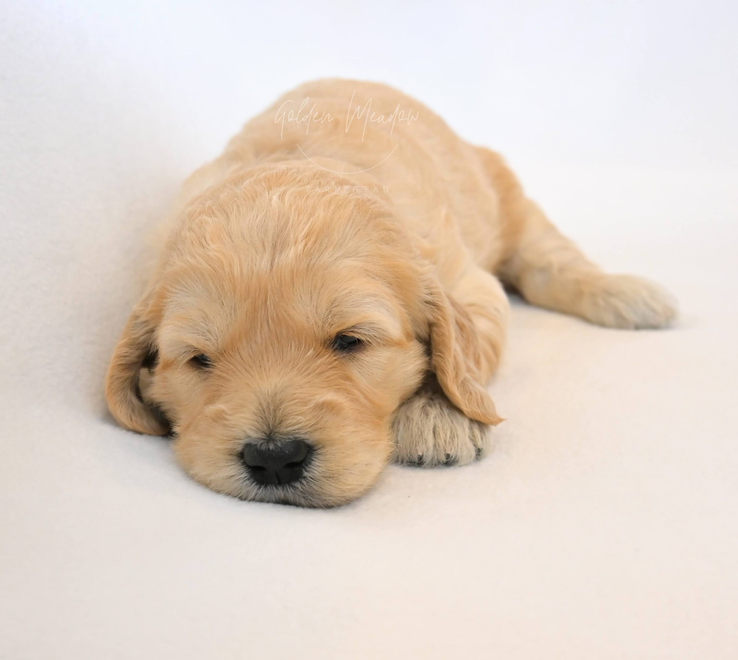 Cute Goldendoodle Puppy
