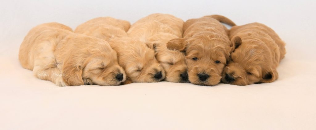 Cute Goldendoodle Puppies
