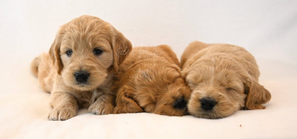 Cute Goldendoodle Puppy