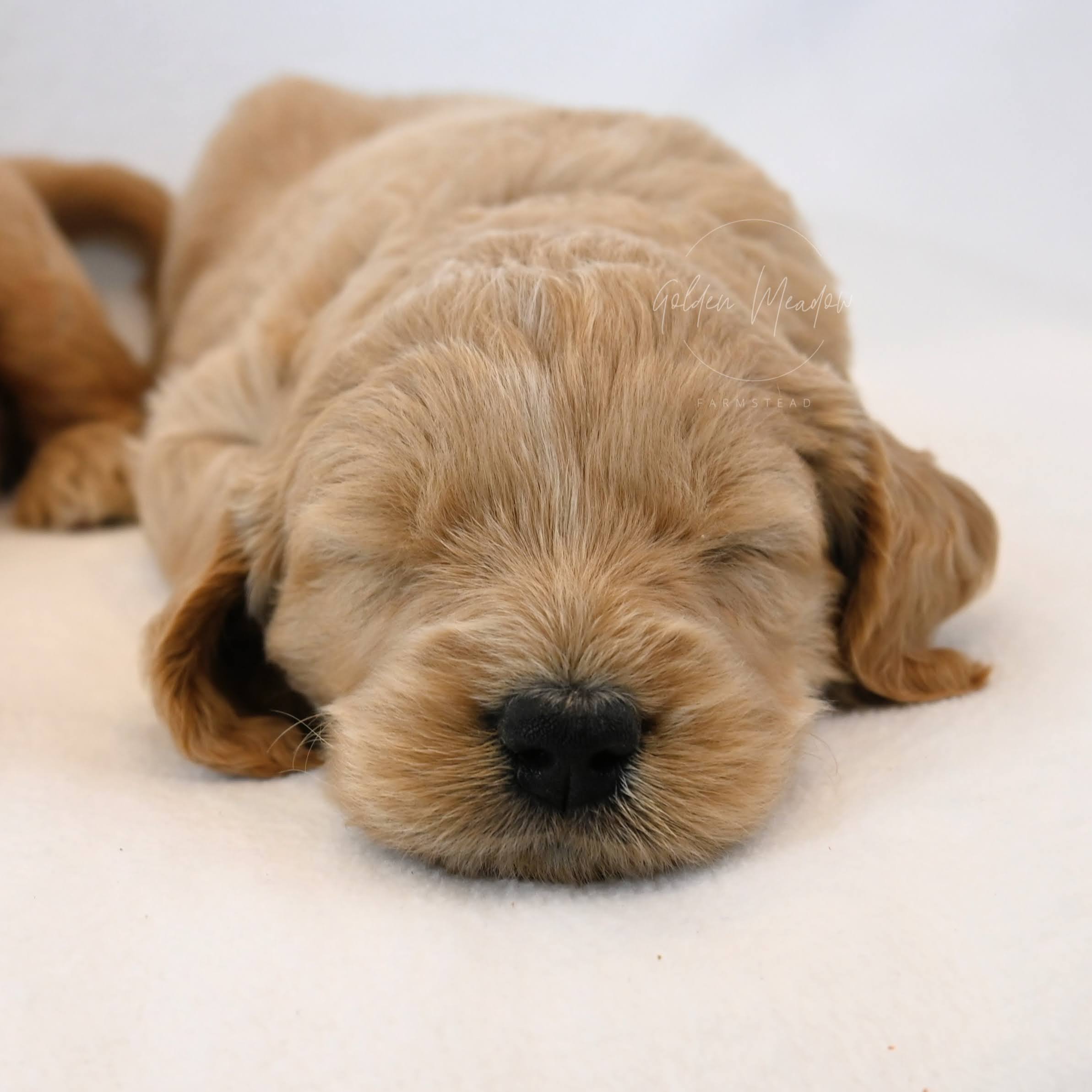 Cute Goldendoodle Puppy